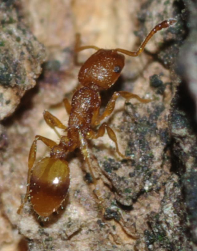 Formicidae 4: Temnothorax sp.